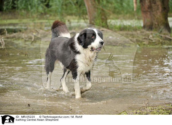 badender Mittelasiatischer Owtscharka / bathing Central Asian Shepherd / MR-05220