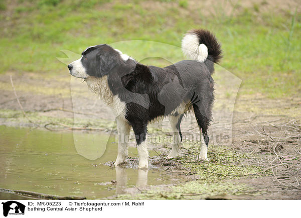 badender Mittelasiatischer Owtscharka / bathing Central Asian Shepherd / MR-05223