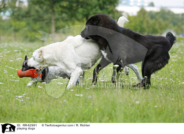 spielende Hunde / playing dogs / RR-62991