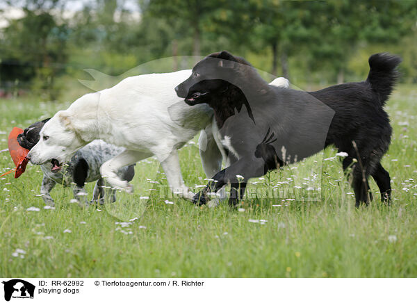 spielende Hunde / playing dogs / RR-62992