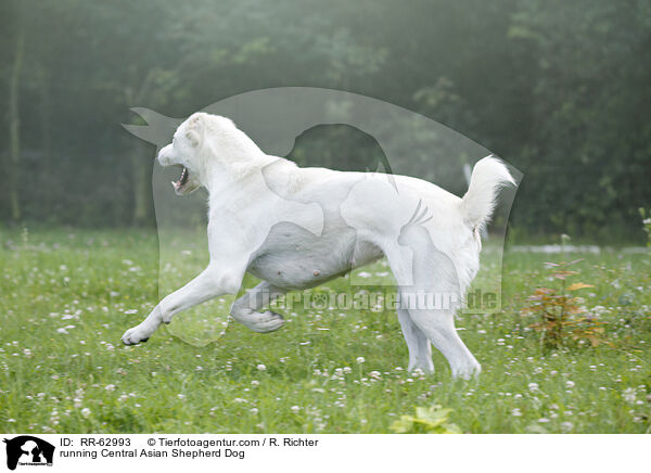 rennender Mittelasiatischer Owtscharka / running Central Asian Shepherd Dog / RR-62993