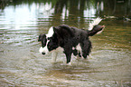 bathing Central Asian Shepherd