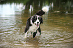 bathing Central Asian Shepherd