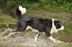 bathing Central Asian Shepherd