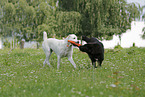 playing Central Asian Shepherd Dogs