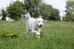 running Central Asian Shepherd Dog