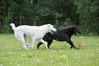 2 Central Asian Shepherd Dogs