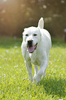 walking Central Asian Shepherd Dog