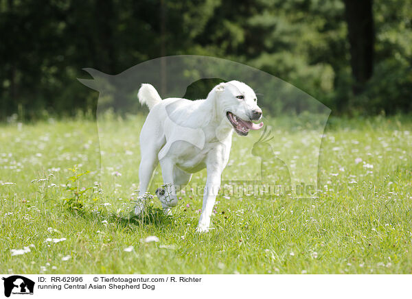 running Central Asian Shepherd Dog / RR-62996