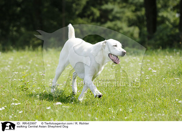 laufender Zentralasiatischer Owtscharka / walking Central Asian Shepherd Dog / RR-62997