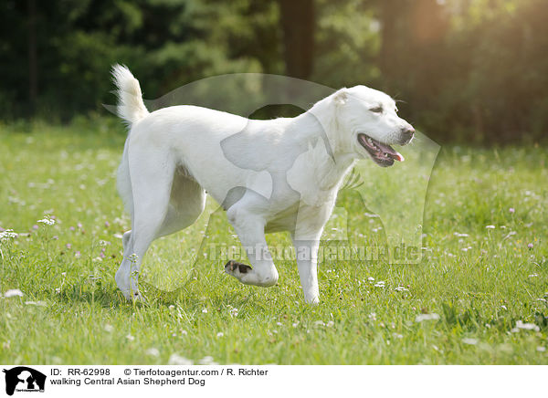 laufender Zentralasiatischer Owtscharka / walking Central Asian Shepherd Dog / RR-62998