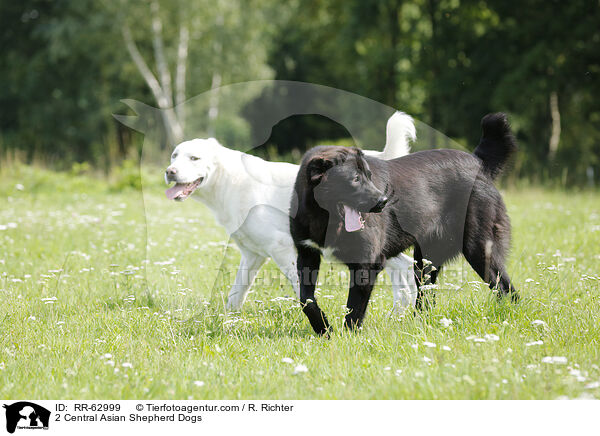 2 Mittelasiatische Owtscharkas / 2 Central Asian Shepherd Dogs / RR-62999