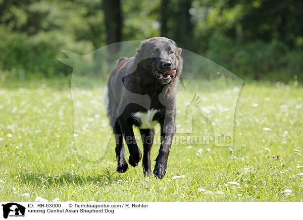 running Central Asian Shepherd Dog / RR-63000