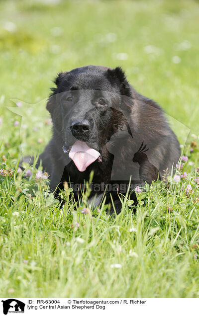 lying Central Asian Shepherd Dog / RR-63004