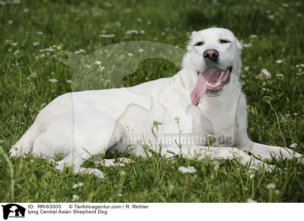 liegender Zentralasiatischer Owtscharka / lying Central Asian Shepherd Dog / RR-63005