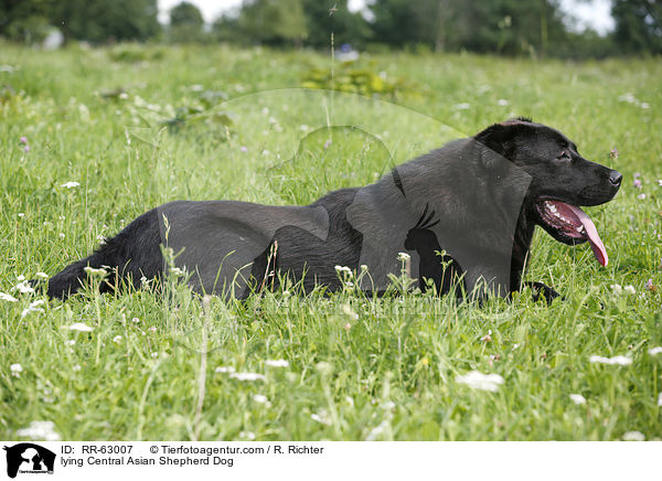 liegender Zentralasiatischer Owtscharka / lying Central Asian Shepherd Dog / RR-63007