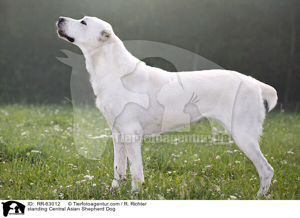 stehender Zentralasiatischer Owtscharka / standing Central Asian Shepherd Dog / RR-63012