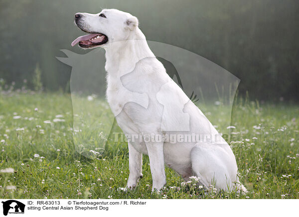 sitting Central Asian Shepherd Dog / RR-63013