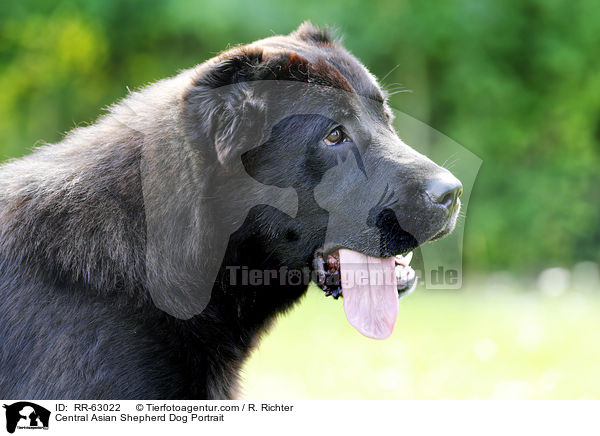 Central Asian Shepherd Dog Portrait / RR-63022