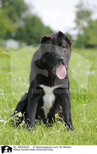 sitzender Zentralasiatischer Owtscharka / sitting Central Asian Shepherd Dog / RR-63024