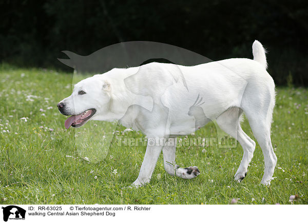 laufender Zentralasiatischer Owtscharka / walking Central Asian Shepherd Dog / RR-63025