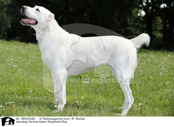 stehender Zentralasiatischer Owtscharka / standing Central Asian Shepherd Dog / RR-63026
