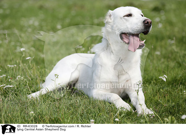 liegender Zentralasiatischer Owtscharka / lying Central Asian Shepherd Dog / RR-63028