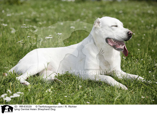 liegender Zentralasiatischer Owtscharka / lying Central Asian Shepherd Dog / RR-63029