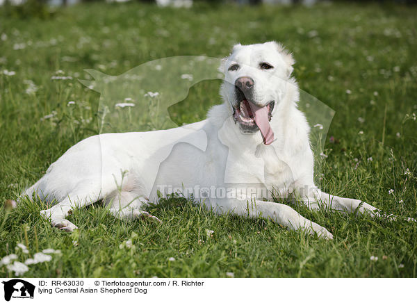 liegender Zentralasiatischer Owtscharka / lying Central Asian Shepherd Dog / RR-63030