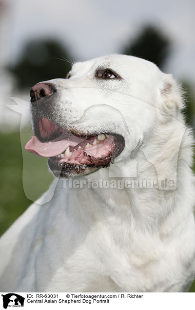 Zentralasiatischer Owtscharka Portrait / Central Asian Shepherd Dog Portrait / RR-63031