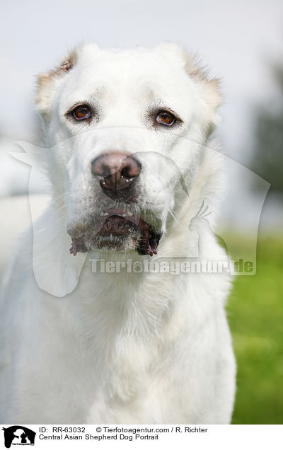 Zentralasiatischer Owtscharka Portrait / Central Asian Shepherd Dog Portrait / RR-63032