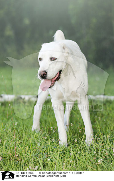 stehender Zentralasiatischer Owtscharka / standing Central Asian Shepherd Dog / RR-63033