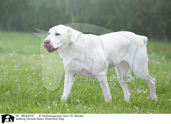 laufender Zentralasiatischer Owtscharka / walking Central Asian Shepherd Dog / RR-63037
