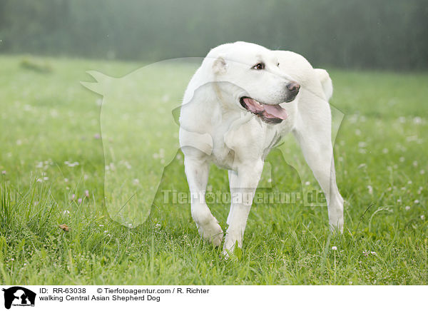 laufender Zentralasiatischer Owtscharka / walking Central Asian Shepherd Dog / RR-63038