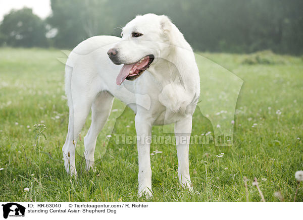 stehender Zentralasiatischer Owtscharka / standing Central Asian Shepherd Dog / RR-63040