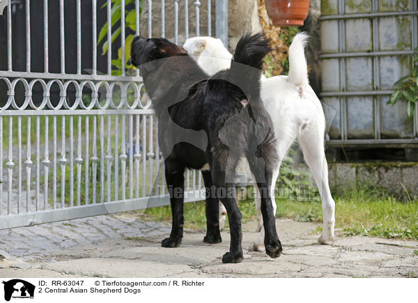 2 Mittelasiatische Owtscharkas / 2 Central Asian Shepherd Dogs / RR-63047