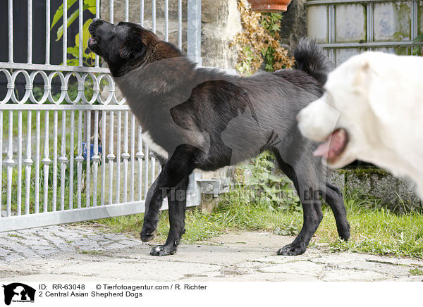 2 Mittelasiatische Owtscharkas / 2 Central Asian Shepherd Dogs / RR-63048