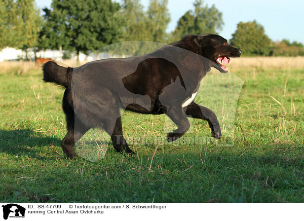 rennender Zentralasiatischer Owtscharka / running Central Asian Ovtcharka / SS-47799