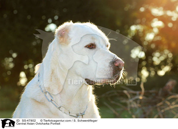 Central Asian Ovtcharka Portrait / SS-47802