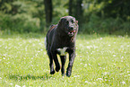 running Central Asian Shepherd Dog