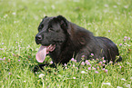 lying Central Asian Shepherd Dog