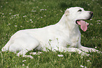 lying Central Asian Shepherd Dog