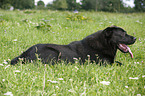 lying Central Asian Shepherd Dog