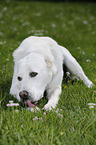 lying Central Asian Shepherd Dog