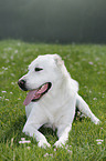 lying Central Asian Shepherd Dog