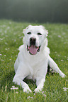 lying Central Asian Shepherd Dog