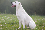 sitting Central Asian Shepherd Dog