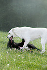 playing Central Asian Shepherd Dogs