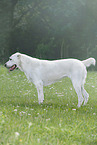 standing Central Asian Shepherd Dog