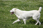 walking Central Asian Shepherd Dog